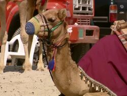 MS PAN Camel lying on the ground / Doha, Qatar  Stock Footage