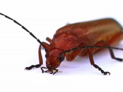 Red Beetle Stock Footage