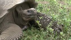 New hope for tortoise species thought to be lost after death of Lonesome George News Clip
