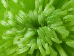 Water droplets fall on Chrysanthemum Stock Footage