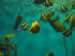 Large Group Of Sea Life Stock Footage