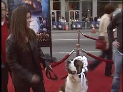 'Peter Pan' Premiere Stock Footage