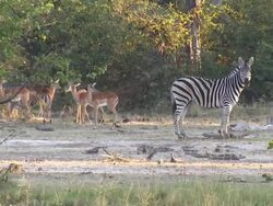 Linyanti Wildlife Reserve News Clip