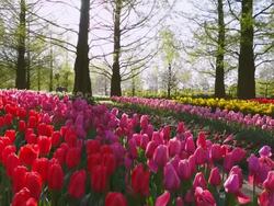 MS Shot of red and pink color tulip fields at Keukenhof Gardens / Lisse, South Holland, Netherlands Stock Footage