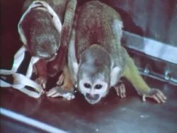 Two monkeys in a lab Stock Footage