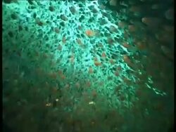 MS underwater view of large shoal of fish swimming in formation, Egypt; SEQUENCE OF CLIPS, SPECIAL TERMS APPLY Stock Footage