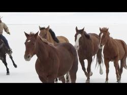 Slow motion of horses running. Stock Footage