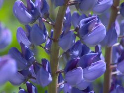 Lupins Stock Footage