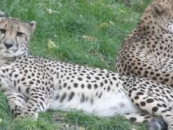 Cheetahs (HD) Stock Footage