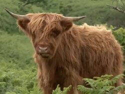Highland Cow (Bos Taurus) Stock Footage