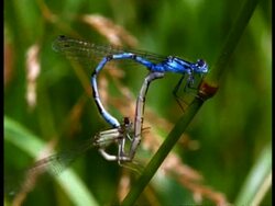 CU 2 Damselflies (Enallagma cyathigerum) mating, England Stock Footage