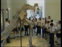 VOICE National museum in Rio due to start exhibition on indigenous dinosaurs News Clip