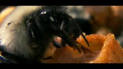 Electric Buzzaloo: How Bees See the Invisible Instructional Video
