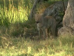 MS PAN Shot of side-striped jackal scavenging in tall green grass / Okavango Delta, North-West District, Botswana Stock Footage