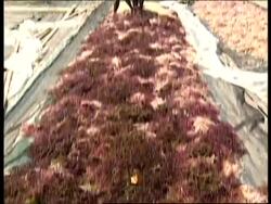 Many fleeing armed conflict are  turning to seaweed farming News Clip