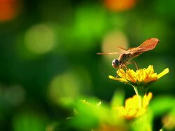Dragonfly flying away and come back to flower Stock Footage