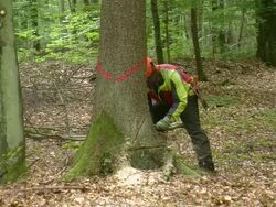 MS Lumberjacks at work in forest / Zerf, Rhineland Palatinate, Germany Stock Footage