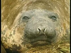CU Elephant Seal face, Antarctica Stock Footage
