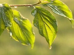 SLO MO Purity Stock Footage