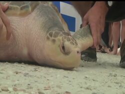 An endangered Kemp's Ridley Sea Turtle stranded on a beach in the Netherlands in 2008 returns to its native Florida. Now, the creature who got carried away by the Gulf Stream is slipping back into the waters off Sarasota. News Clip