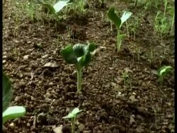 T/L Seedlings growing, Camera tracks over Stock Footage