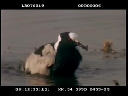 MCU Blacksmith plover bathing and preening Stock Footage