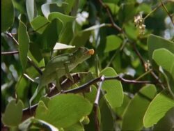 Flapnecked chameleon, Chamealeo dilepis, on branch snatching bee with tongue, Botswana, Africa Stock Footage