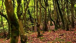 Plants (flowers) in Caucasus Stock Footage
