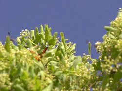 Butterflies Stock Footage