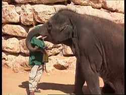 Israel - Strange goings on at the zoo News Clip