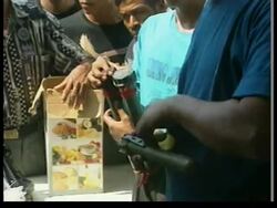 WEST TIMOR: MILITIAMEN SURRENDER WEAPONS (V) News Clip