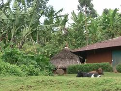 Local house in tropical rainforest Stock Footage