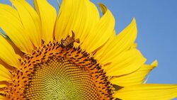 bee on sunflower Stock Footage