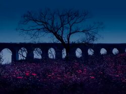 Fairy flowers on the night glade Stock Footage