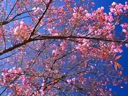 Dolly Shot: Spring Pink Cherry Blossoms with Blue Sky Backgrounds Stock Footage