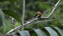 Birds of Thailand, Rain forest wildlife Stock Footage