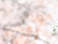 HD: Snow covered twigs Stock Footage
