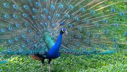 Peacock beauty in nature Stock Footage