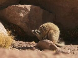MS Shot of Viscacha, Lagidium viscacia grooming in high Andes mountains / San Pedro de Atacama, Norte Grande, Chile Stock Footage