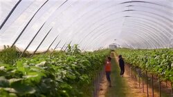 Female farm workers pick strawberries in poly tunnel. Stock Footage
