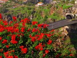 Botanical Gardens Stock Footage