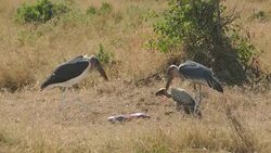 Death FETUS and RAPTORs Maribu Storks & Vultures Stock Footage