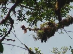 Bare-throated bellbird singing Stock Footage