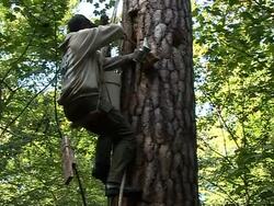 VOICED: Wild honey returns to Polish forests News Clip