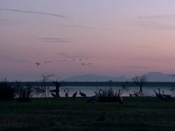 European Cranes (Grus grus) standing by and flying over water's edge, North East Extremadura in Dehesa. Stock Footage
