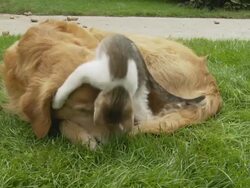 HD: Kitten Playing With Dog Stock Footage