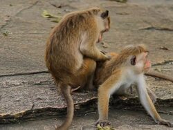 Toque macaque Stock Footage