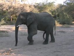 Desert Elephant (Loxodonta africana) male, Ugab River Basin, Namibia: desert-dwelling population of African Bush Elephant though not distinct subspecies Stock Footage