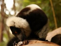 Lemur on log Stock Footage