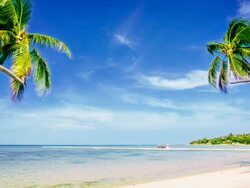 Couple palm tree on the beach Stock Footage